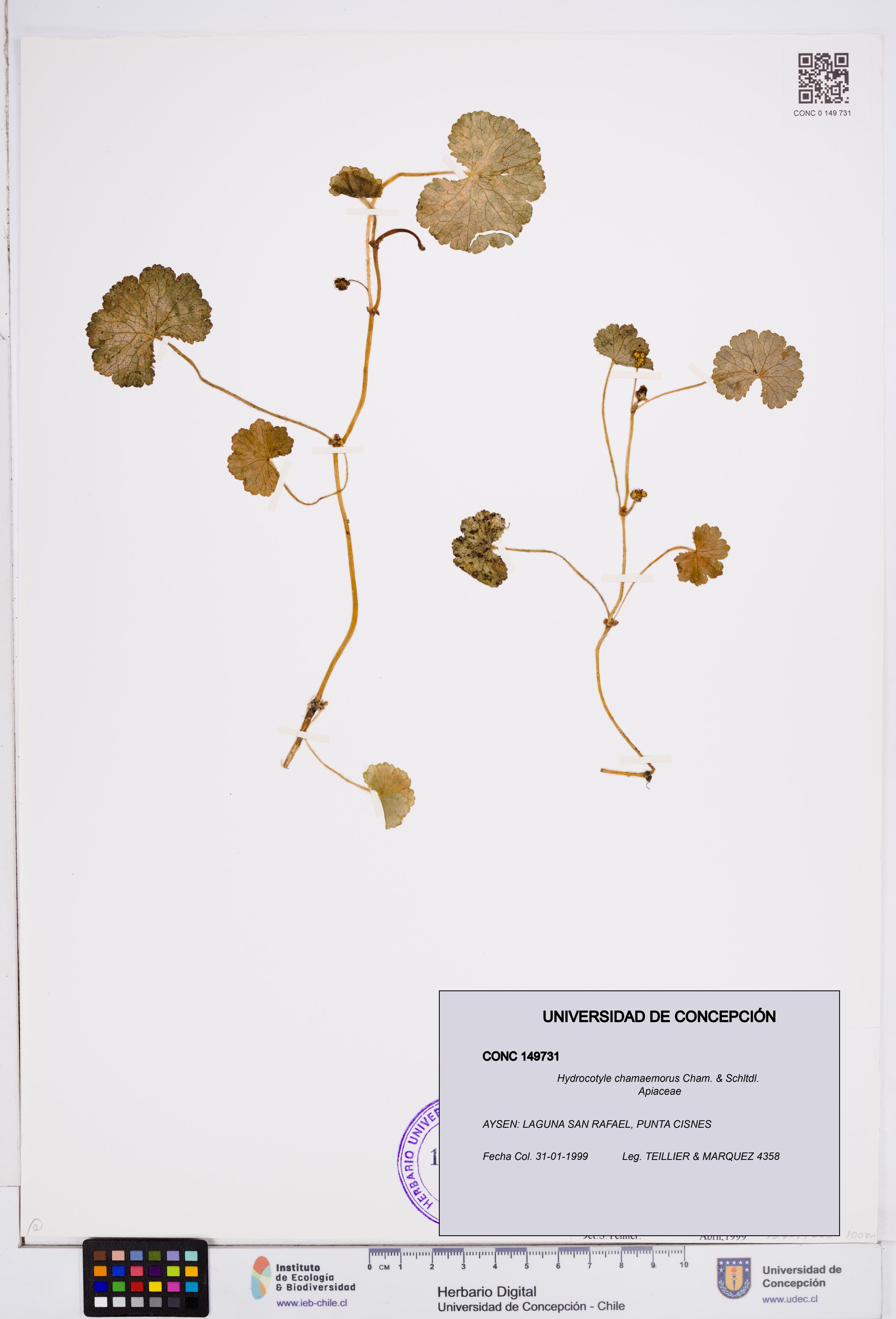Hydrocotyle chamaemorus [Espécimen: ]