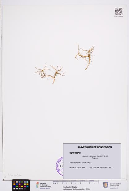 Lilaeopsis macloviana [Espécimen: ]