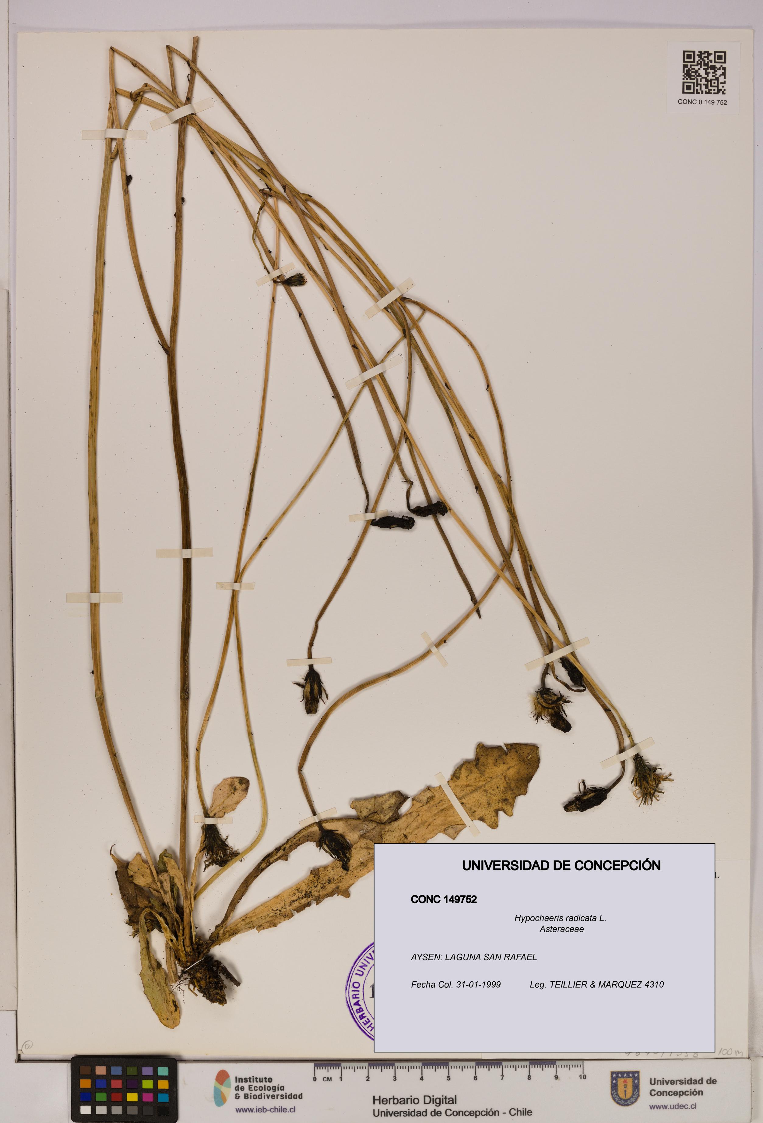 Hypochaeris radicata [Espécimen: UDEC:CONC:0149752]