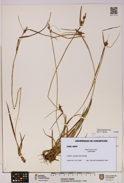 Carex fuscula [Espécimen: UDEC:CONC:0149767]
