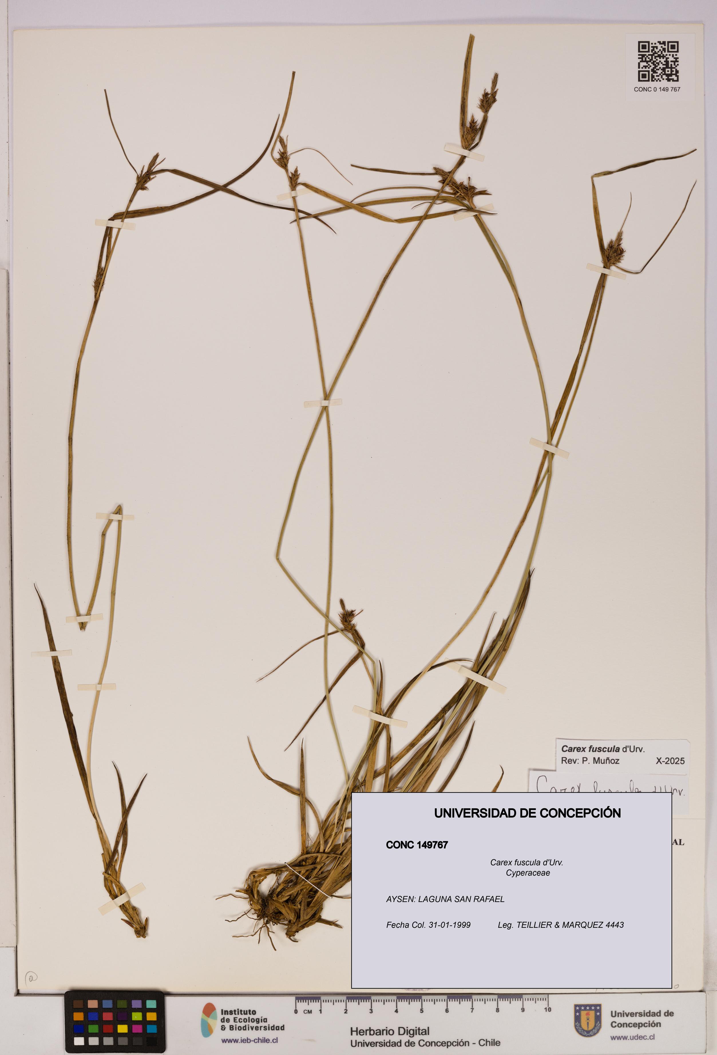 Carex fuscula [Espécimen: UDEC:CONC:0149767]