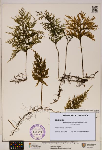 Hymenophyllum magellanicum [Espécimen: ]