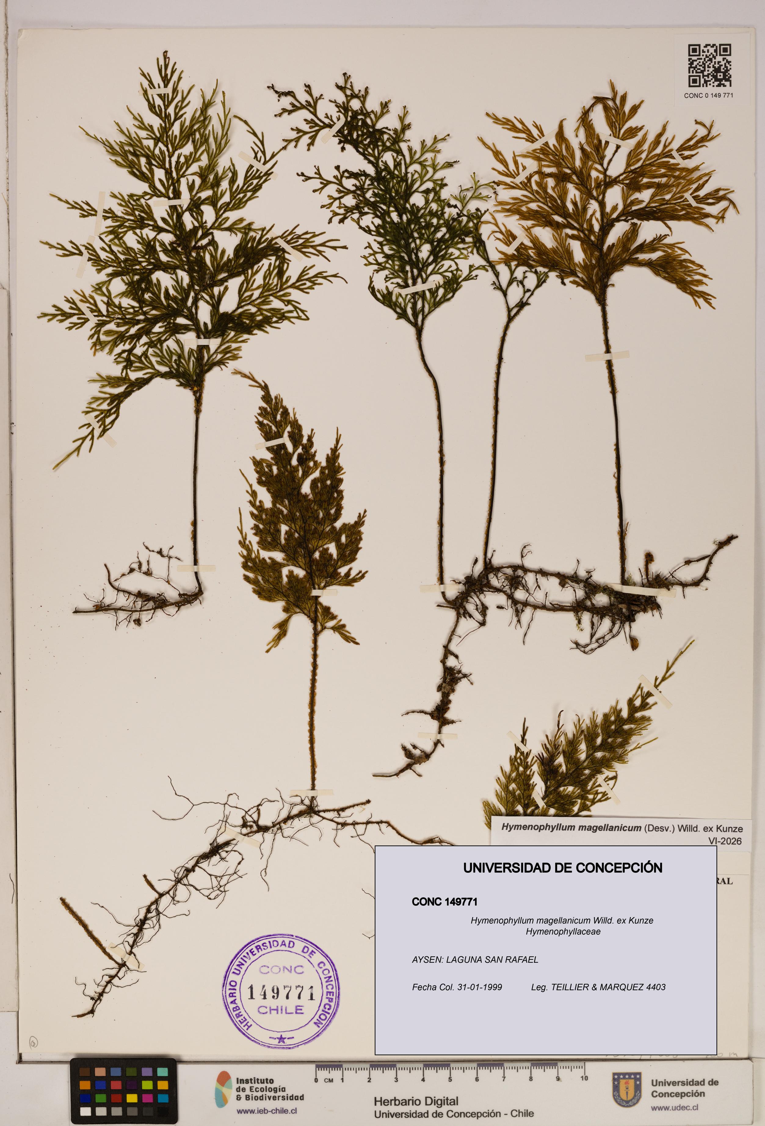 Hymenophyllum magellanicum [Espécimen: ]