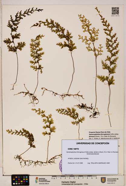 Hymenophyllum ferrugineum [Espécimen: UDEC:CONC:0149772]