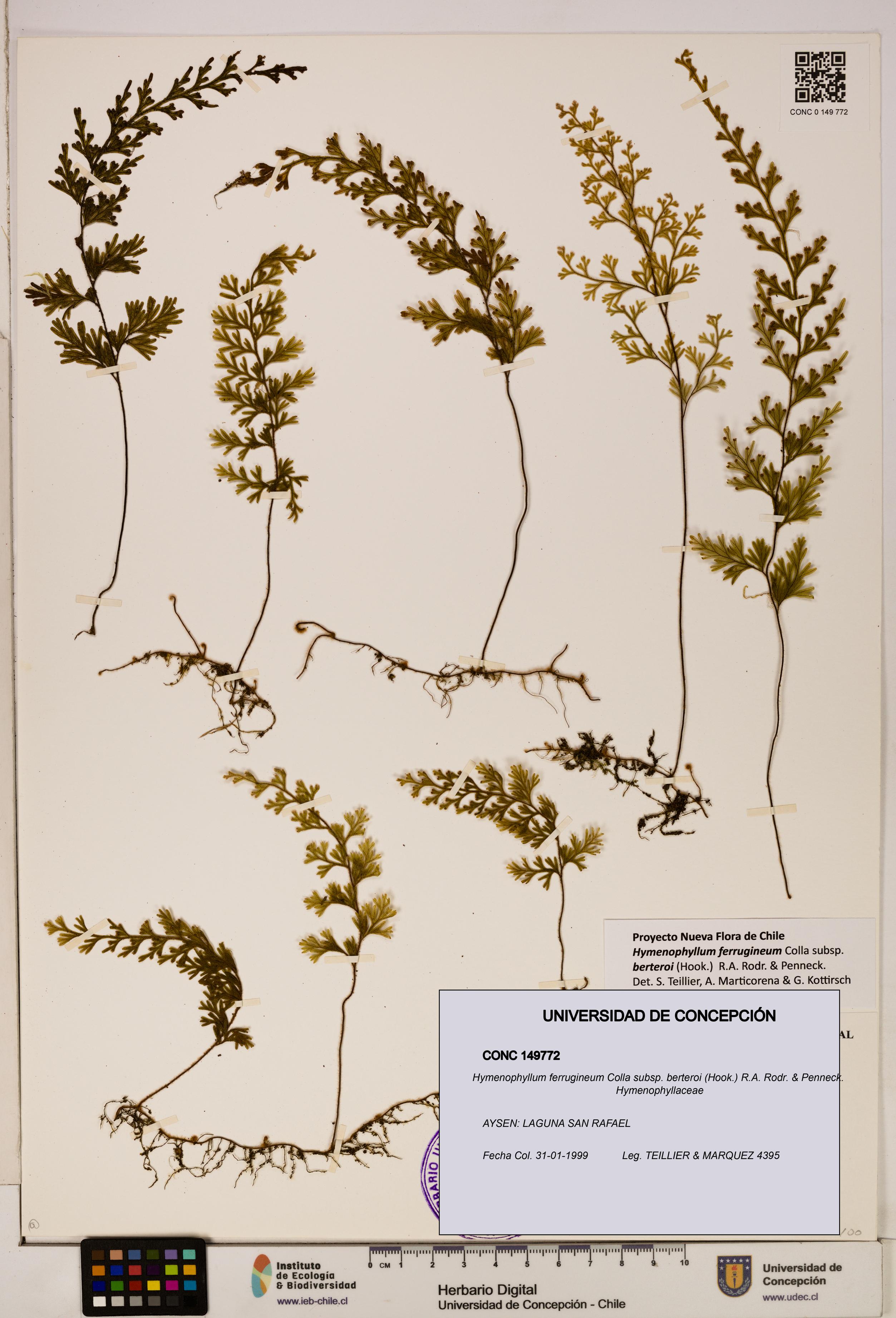 Hymenophyllum ferrugineum [Espécimen: UDEC:CONC:0149772]