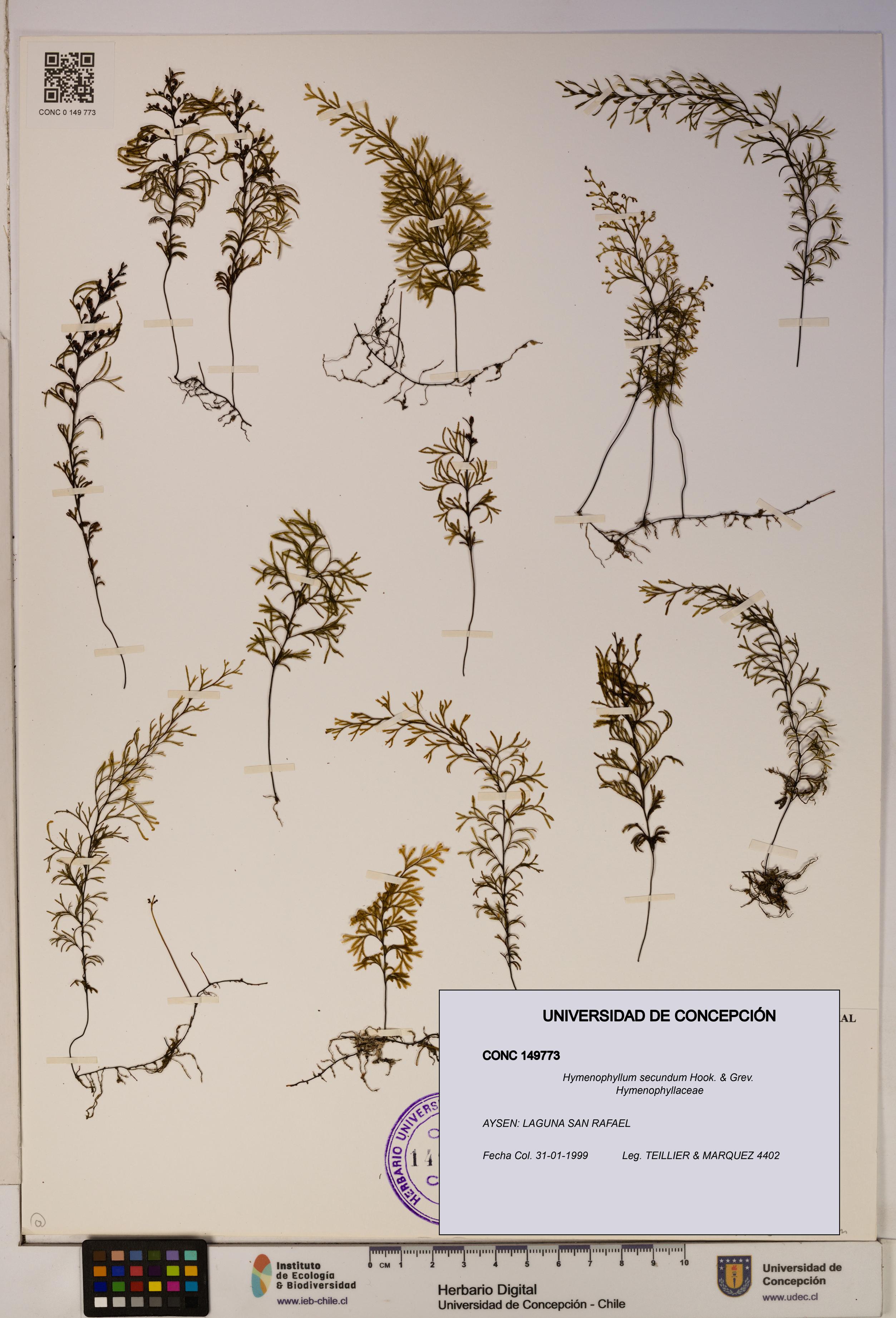 Hymenophyllum secundum [Espécimen: ]
