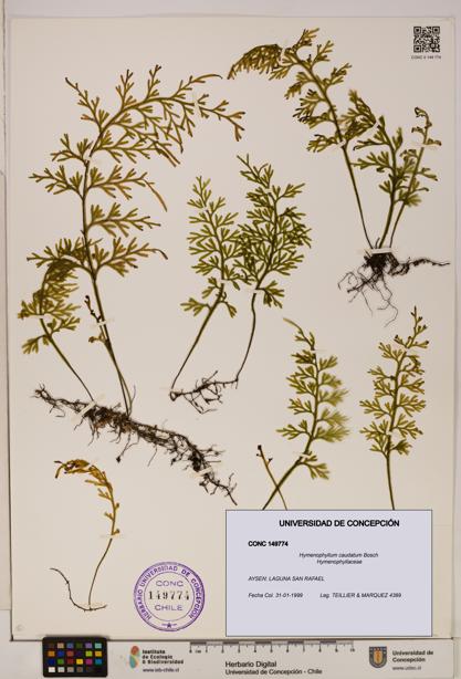 Hymenophyllum caudatum [Espécimen: UDEC:CONC:0149774]