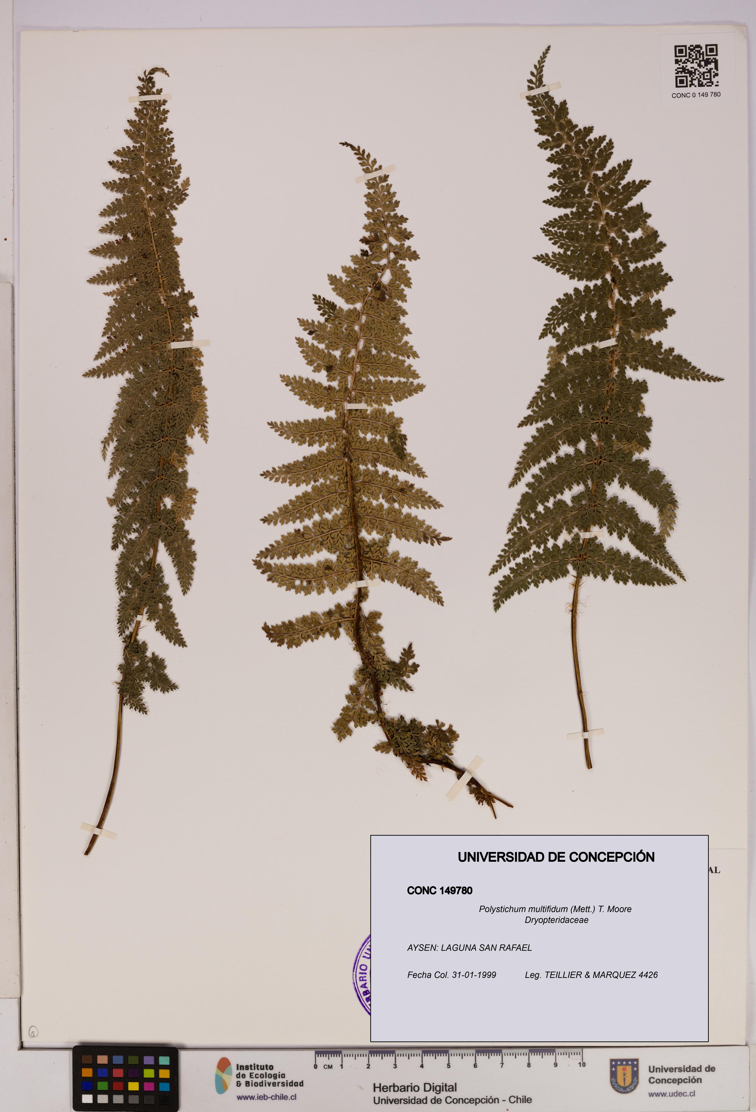 Polystichum multifidum [Espécimen: UDEC:CONC:0149780]