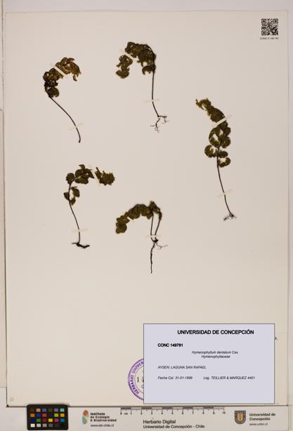 Hymenophyllum dentatum [Espécimen: UDEC:CONC:0149781]