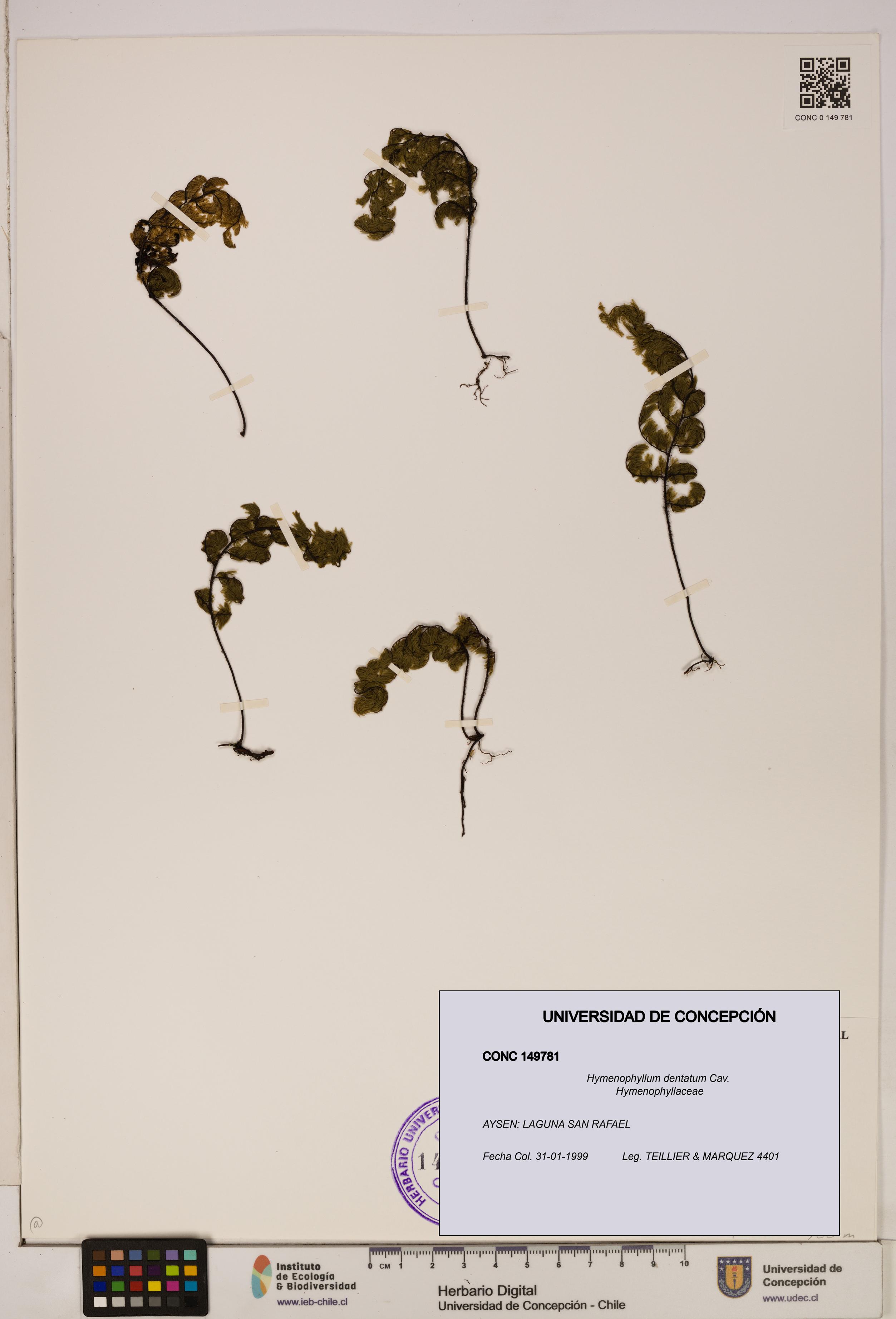 Hymenophyllum dentatum [Espécimen: UDEC:CONC:0149781]
