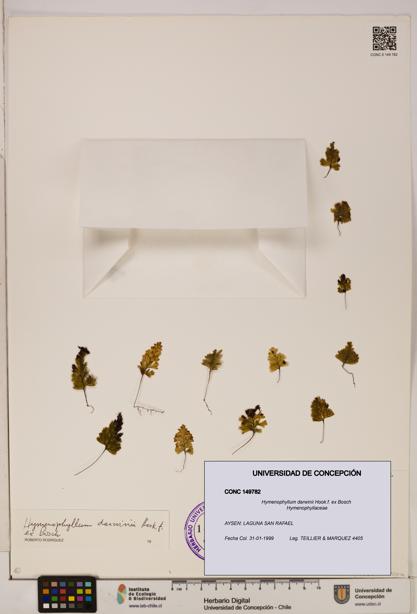 Hymenophyllum darwinii [Espécimen: UDEC:CONC:0149782]