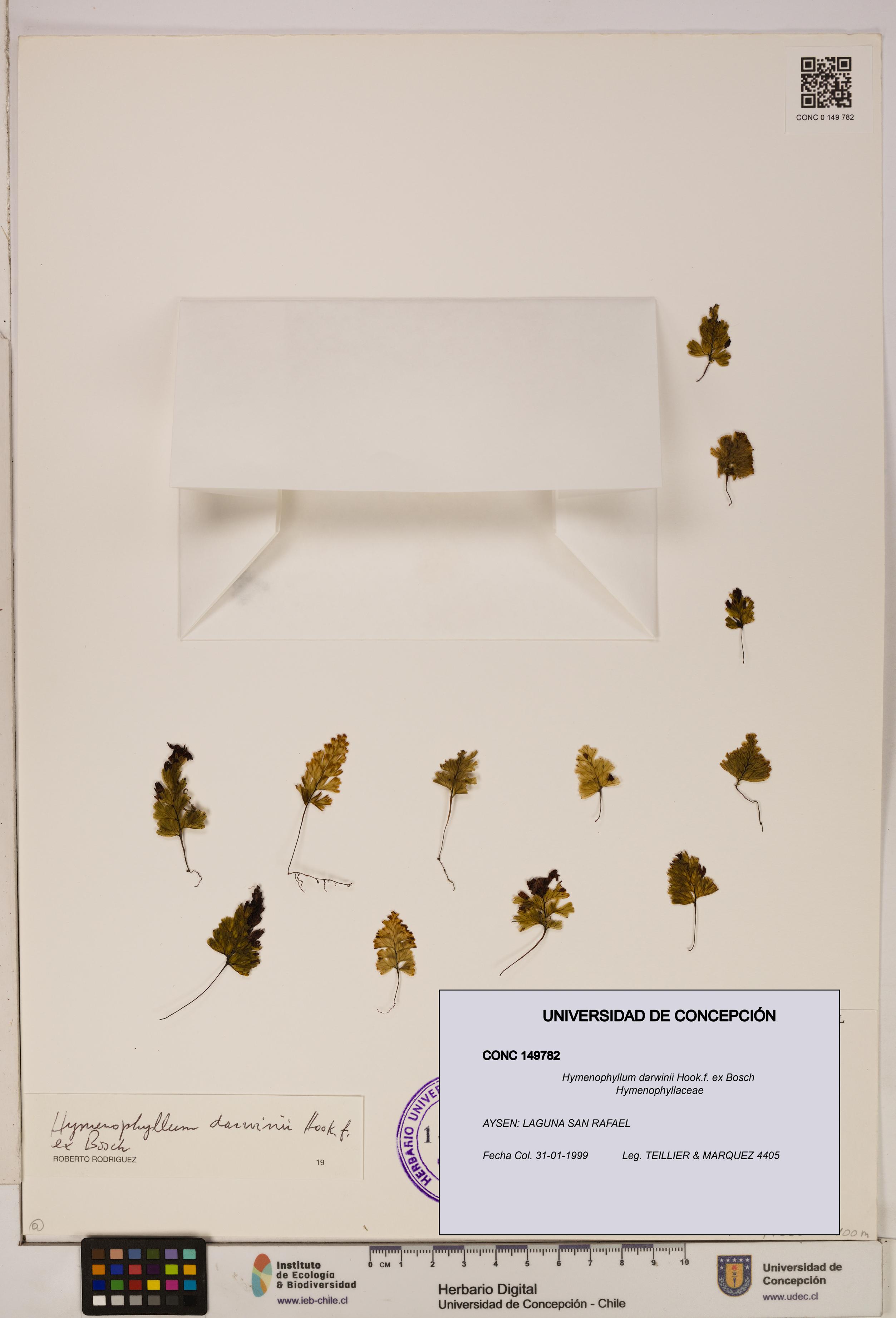 Hymenophyllum darwinii [Espécimen: UDEC:CONC:0149782]