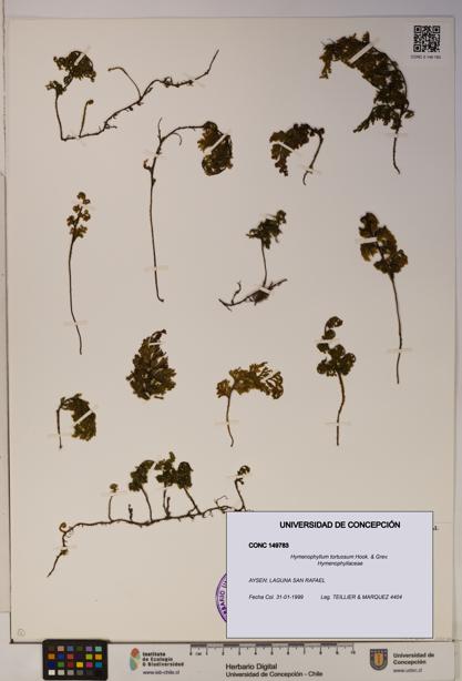Hymenophyllum tortuosum [Espécimen: ]
