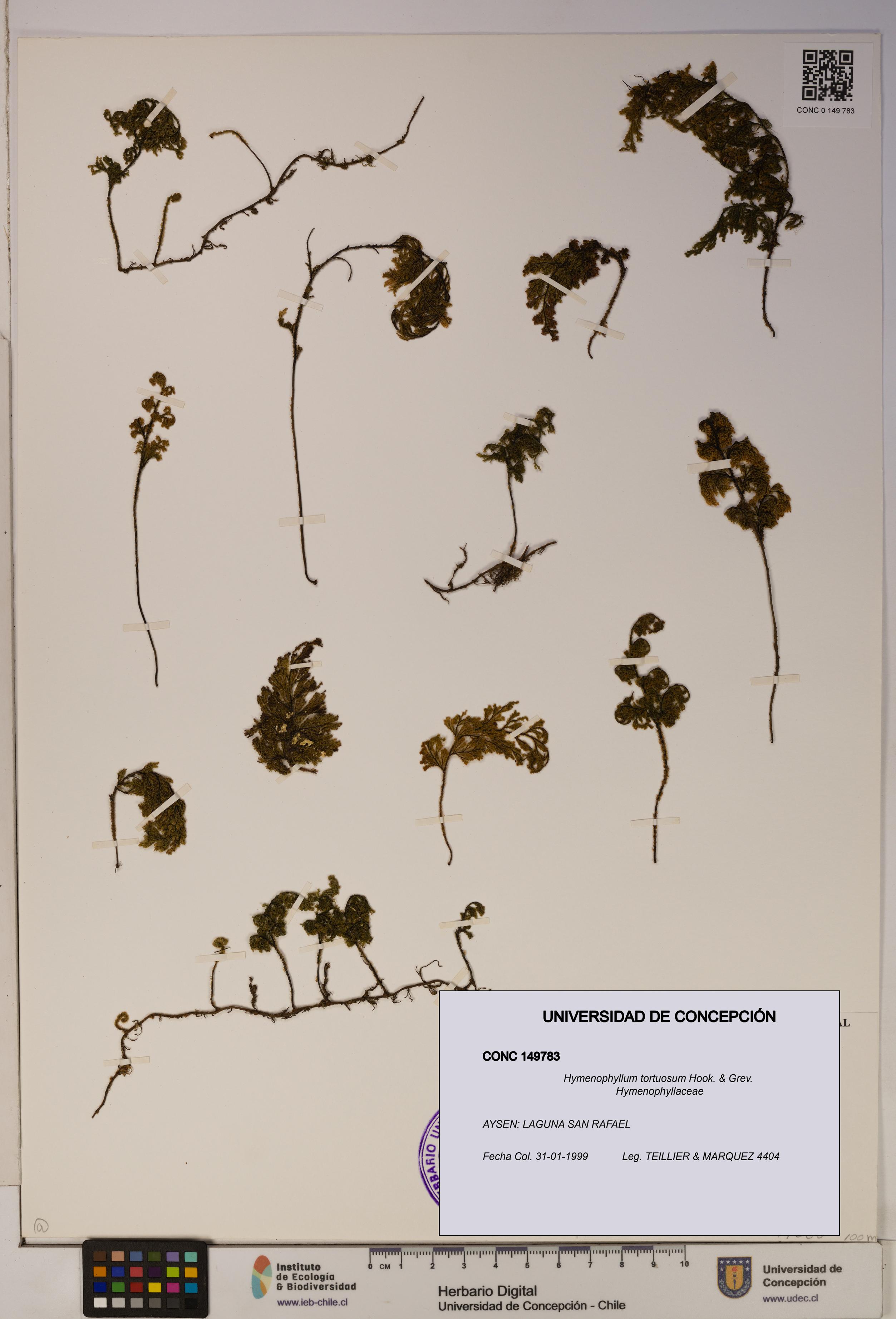 Hymenophyllum tortuosum [Espécimen: ]