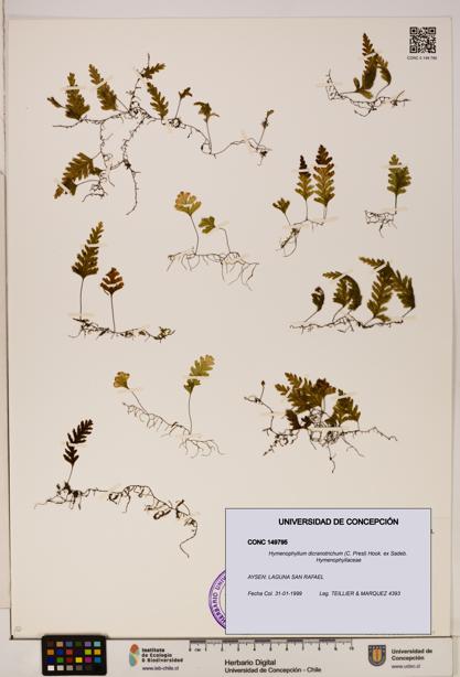 Hymenophyllum dicranotrichum [Espécimen: UDEC:CONC:0149795]