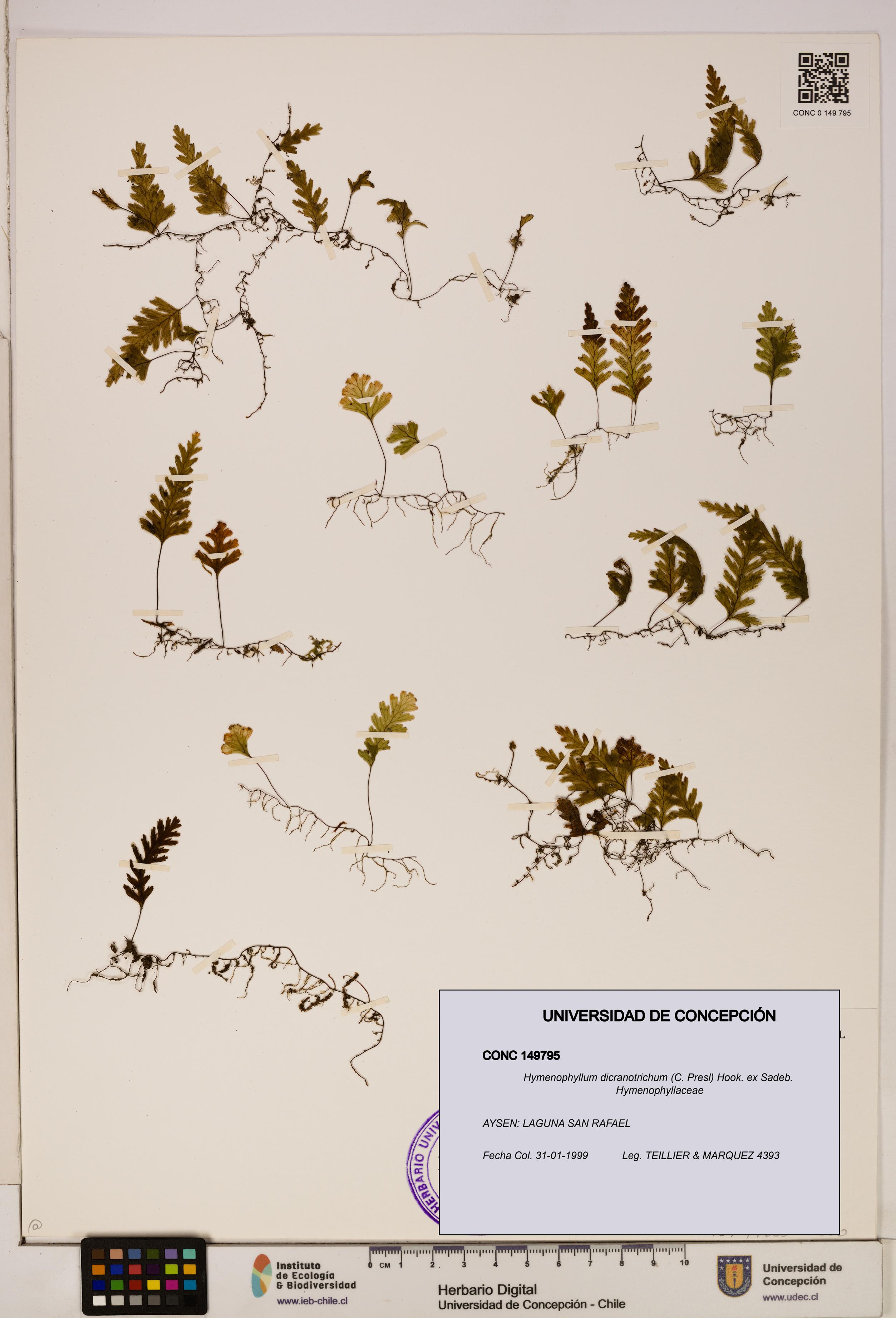 Hymenophyllum dicranotrichum [Espécimen: UDEC:CONC:0149795]