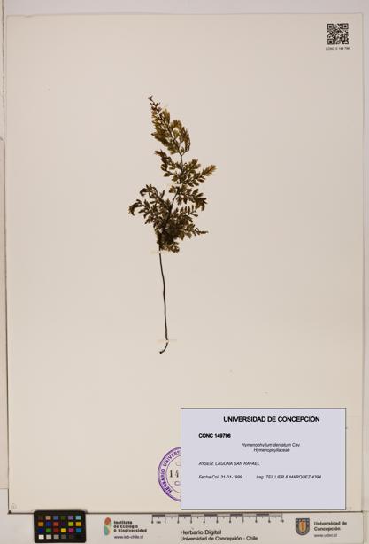 Hymenophyllum dentatum [Espécimen: UDEC:CONC:0149796]