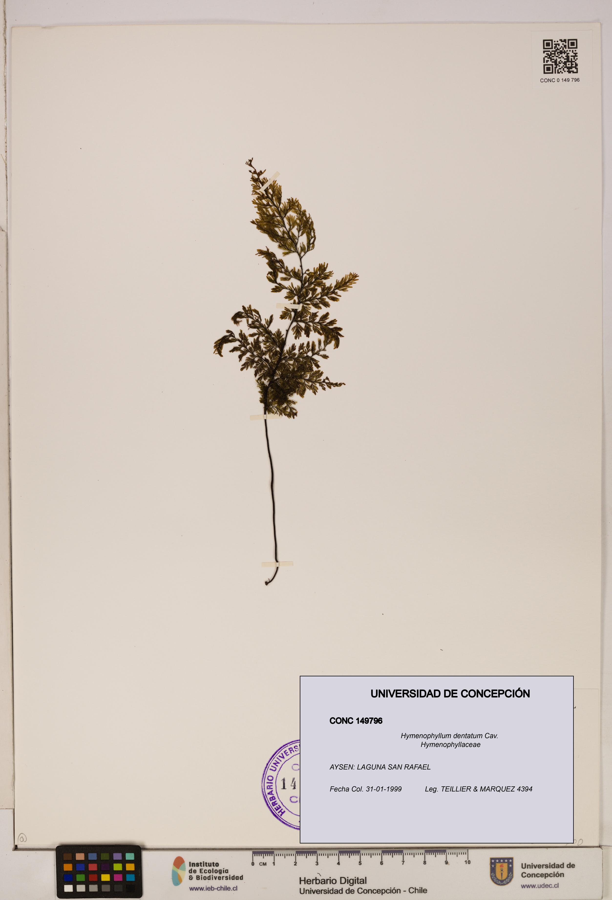 Hymenophyllum dentatum [Espécimen: UDEC:CONC:0149796]