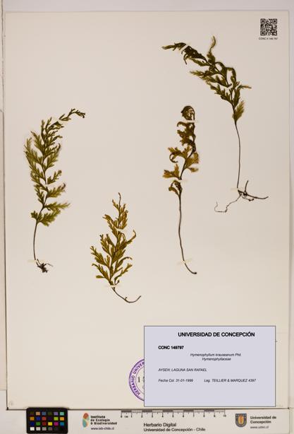 Hymenophyllum krauseanum [Espécimen: ]