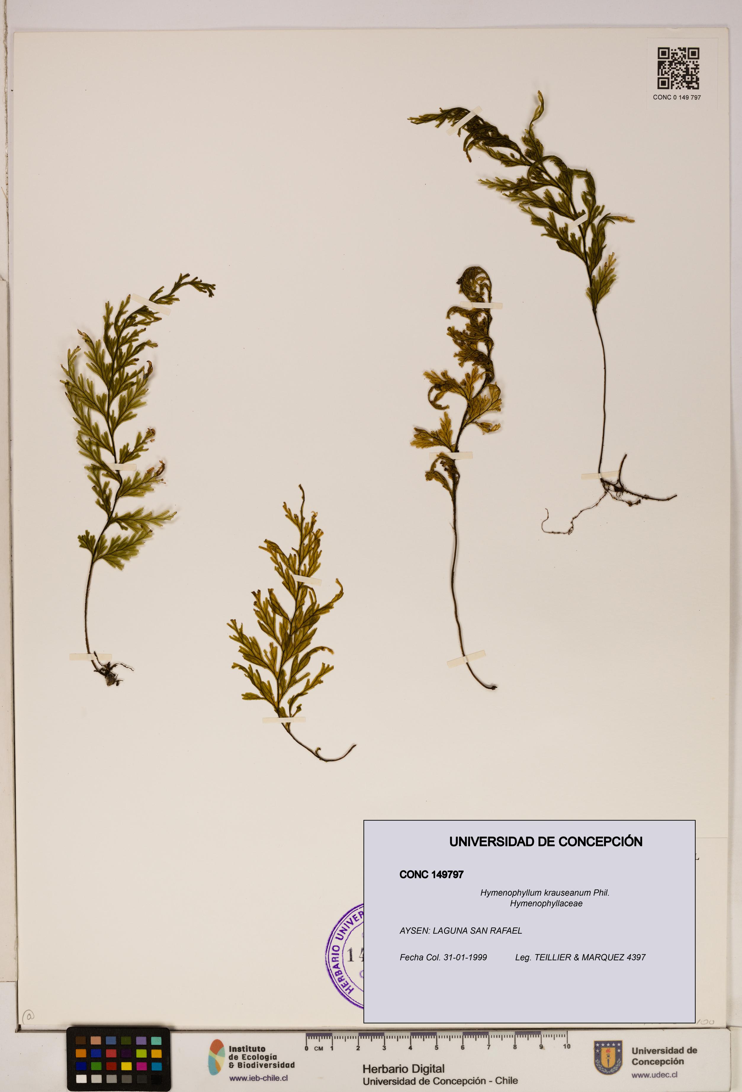 Hymenophyllum krauseanum [Espécimen: ]