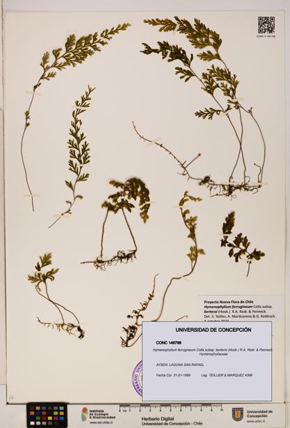 Hymenophyllum ferrugineum [Espécimen: UDEC:CONC:0149798]