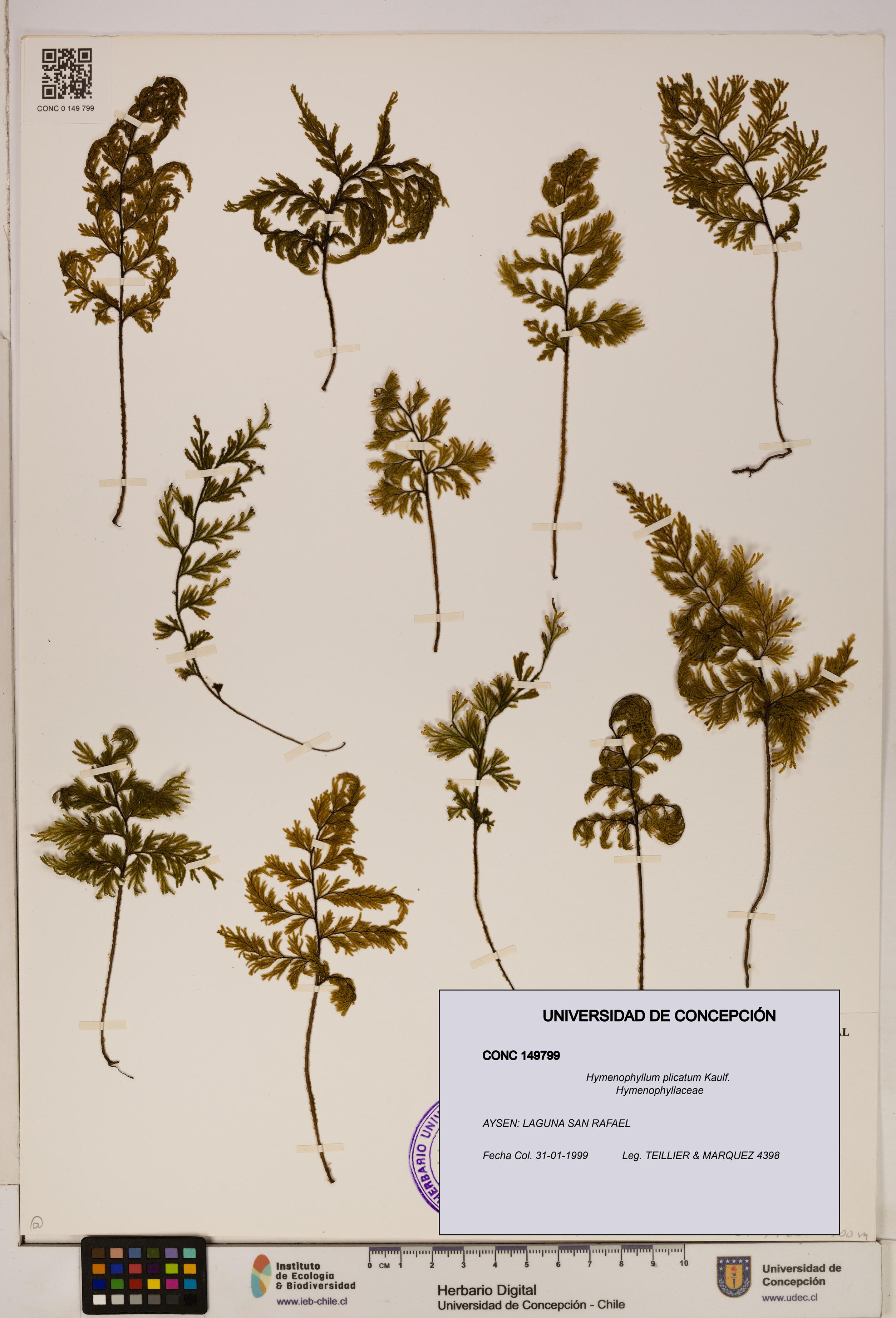 Hymenophyllum plicatum [Espécimen: ]