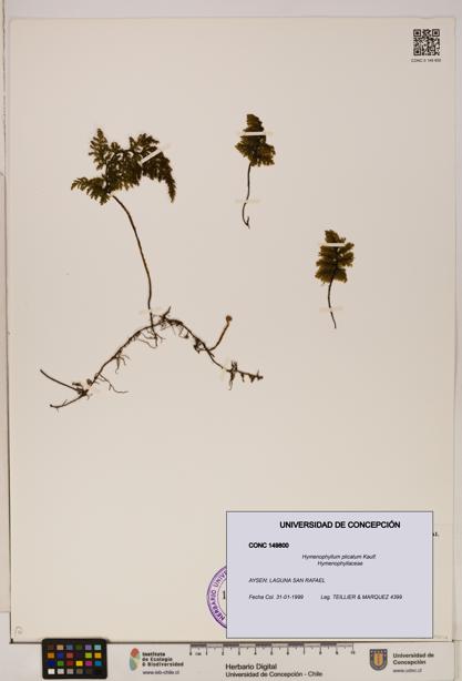 Hymenophyllum plicatum [Espécimen: ]