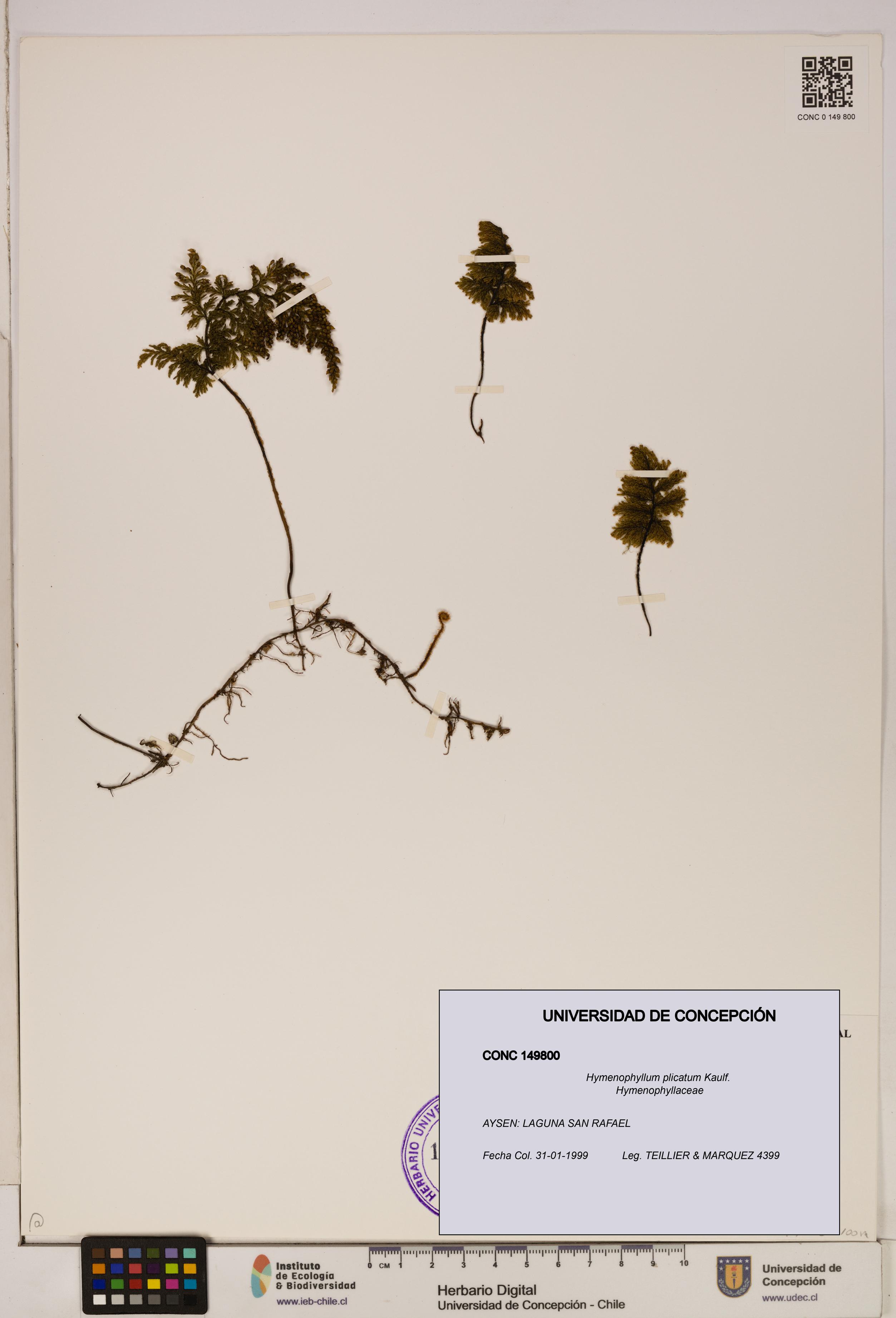 Hymenophyllum plicatum [Espécimen: ]