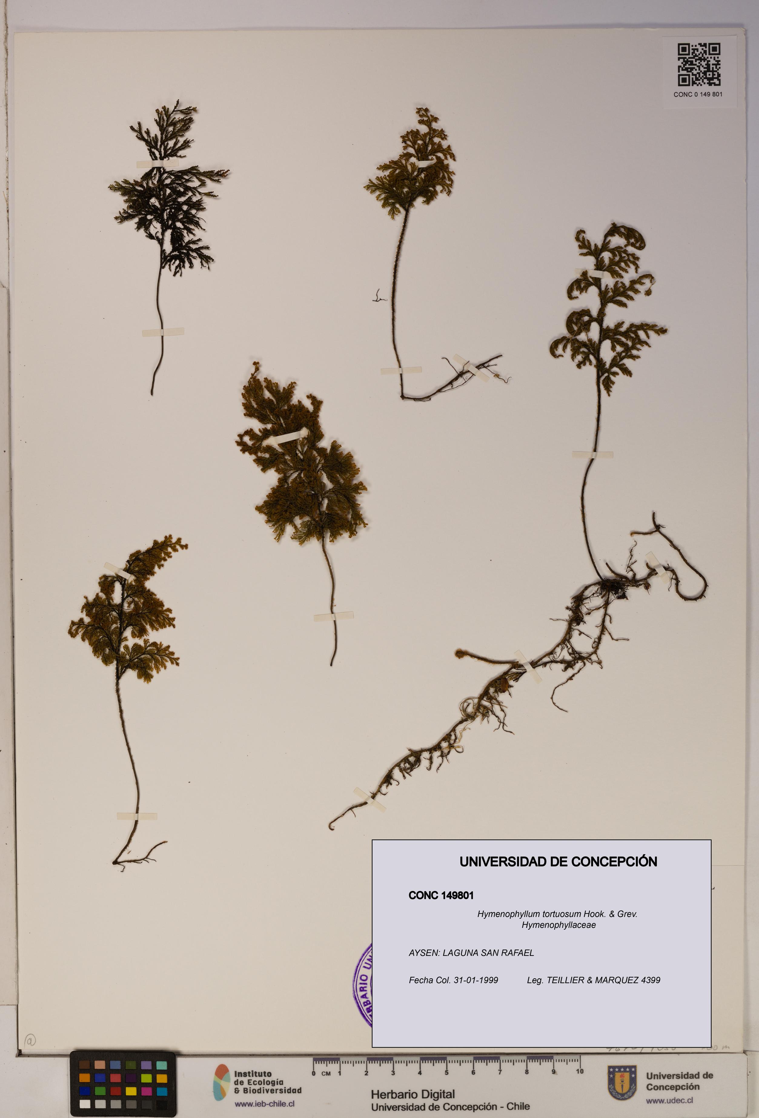 Hymenophyllum tortuosum [Espécimen: ]