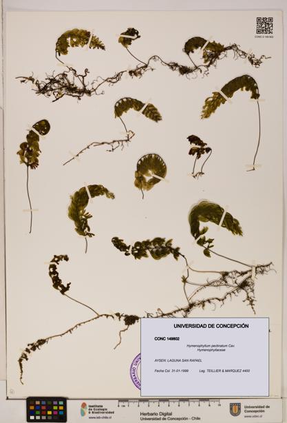 Hymenophyllum pectinatum [Espécimen: ]