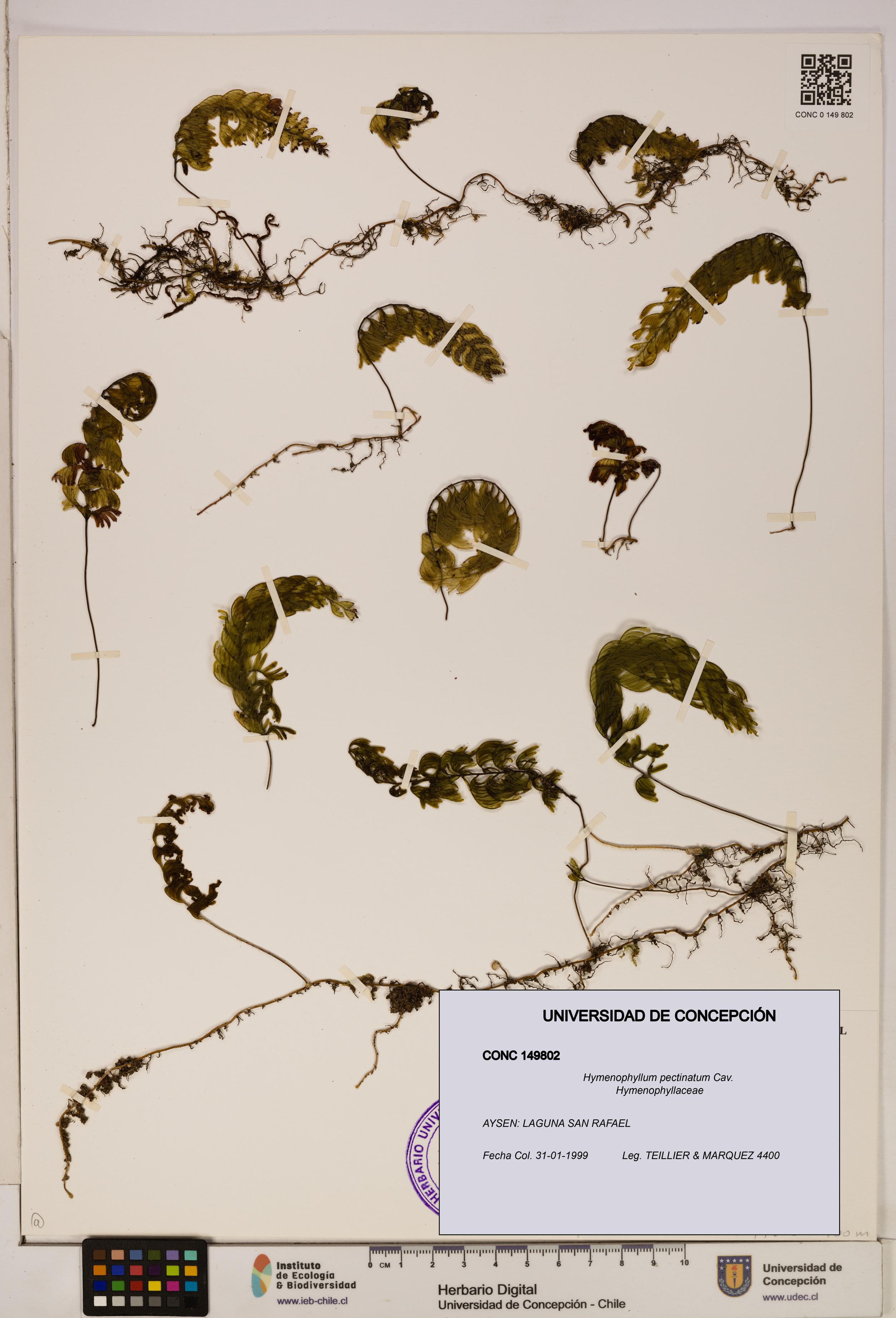 Hymenophyllum pectinatum [Espécimen: ]