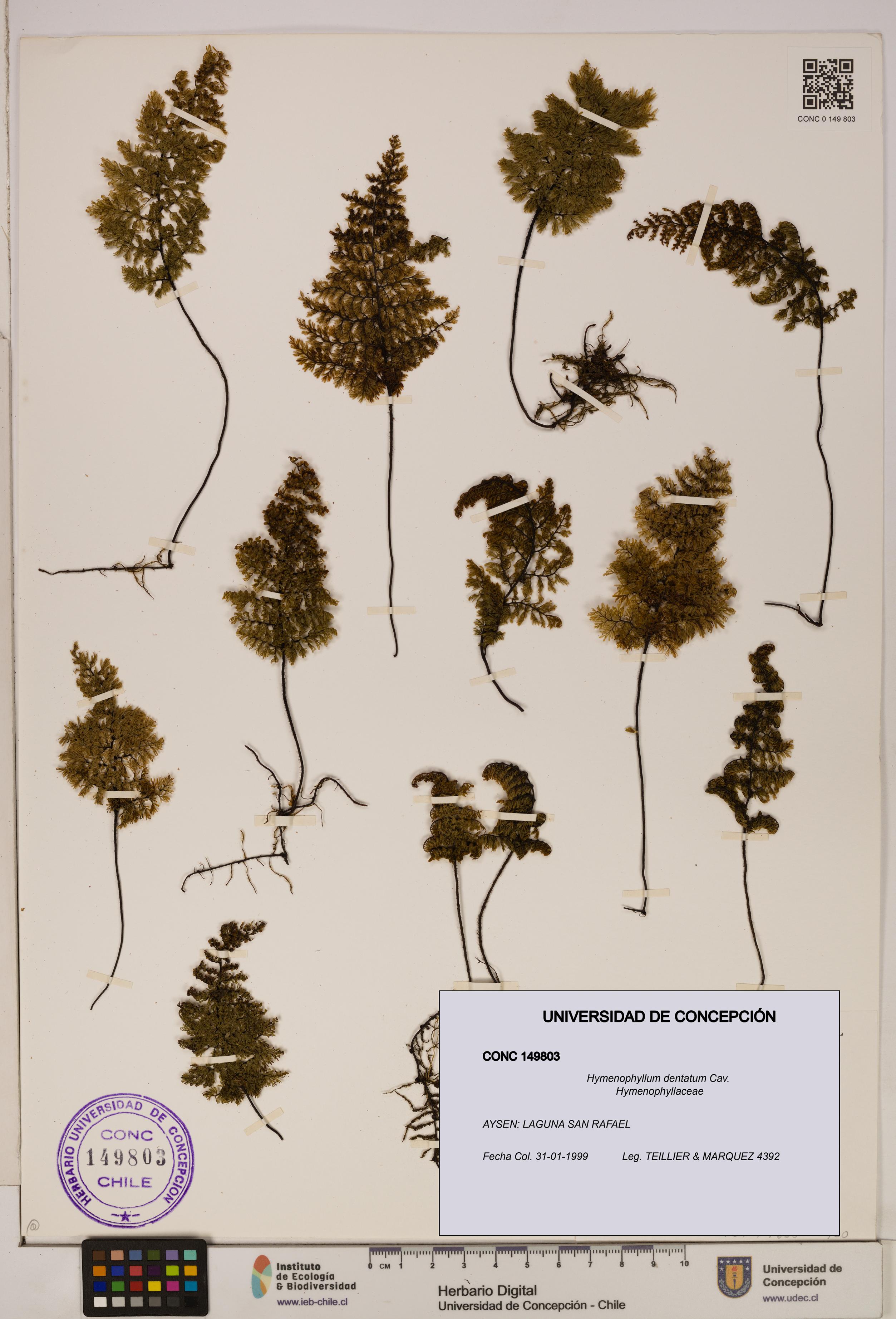 Hymenophyllum dentatum [Espécimen: UDEC:CONC:0149803]