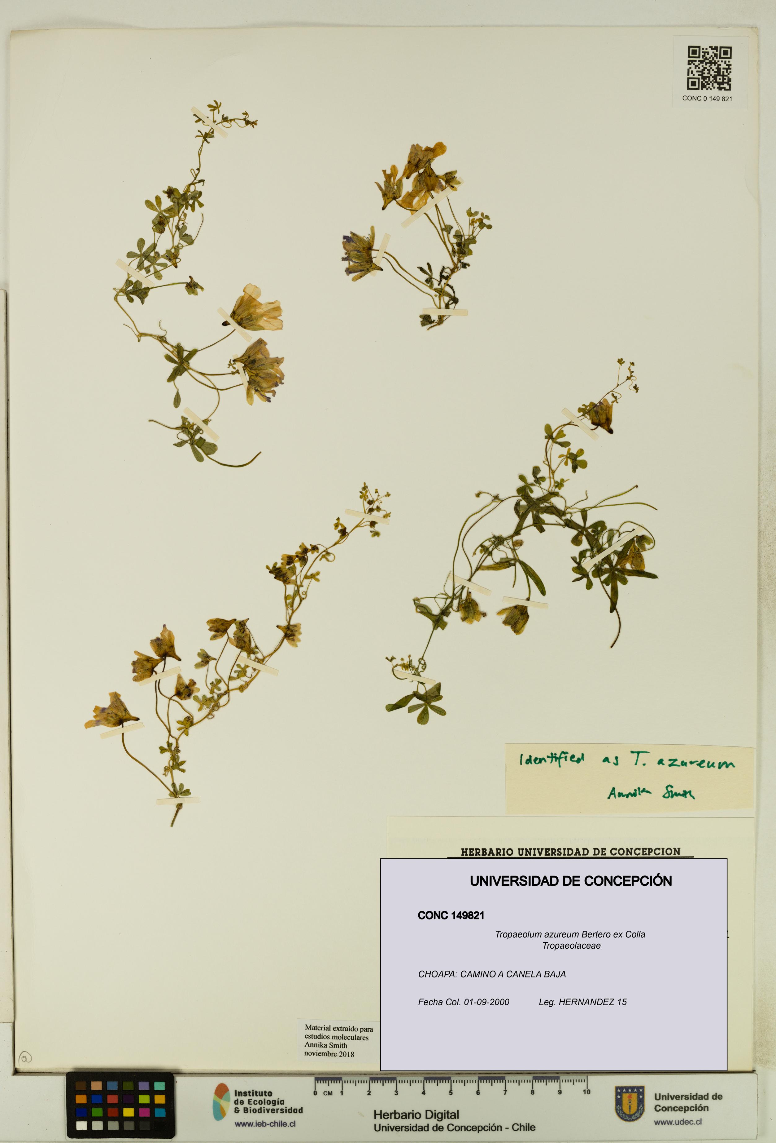 Tropaeolum azureum [Espécimen: UDEC:CONC:0149821]