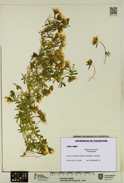 Tropaeolum kingii [Espécimen: UDEC:CONC:0149827]