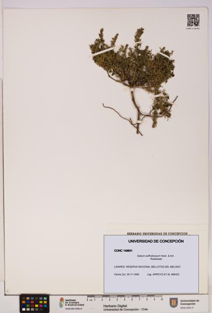 Galium suffruticosum [Espécimen: UDEC:CONC:0149831]