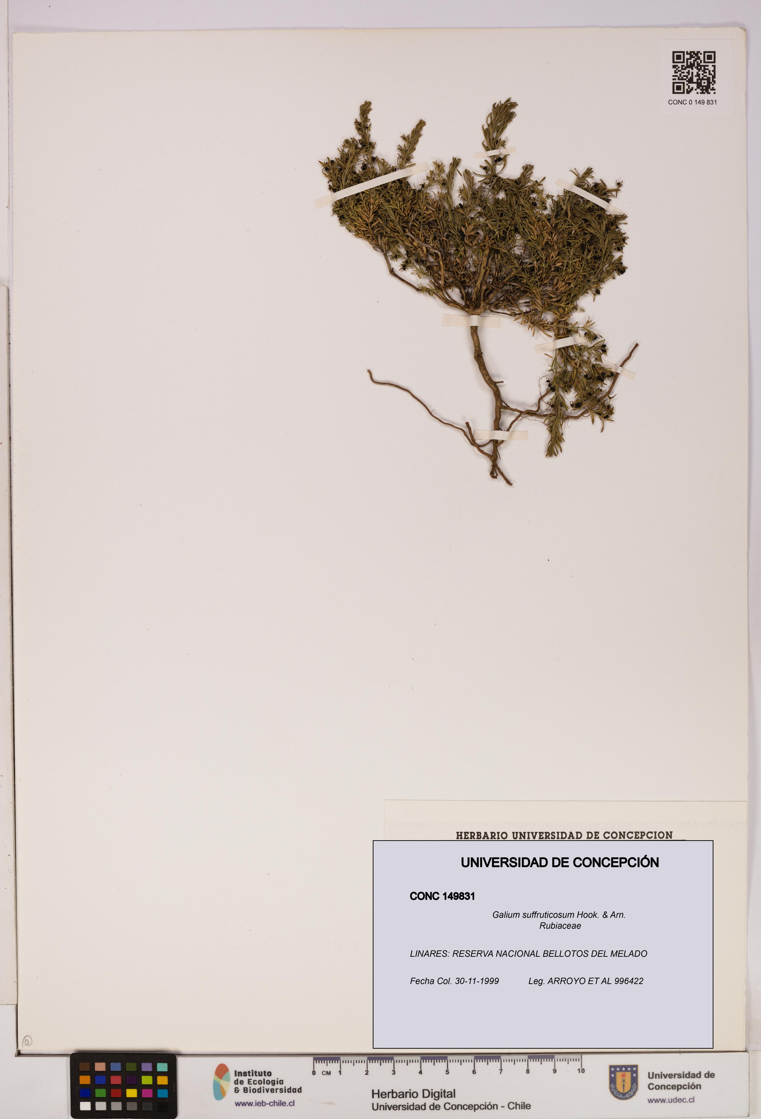 Galium suffruticosum [Espécimen: UDEC:CONC:0149831]