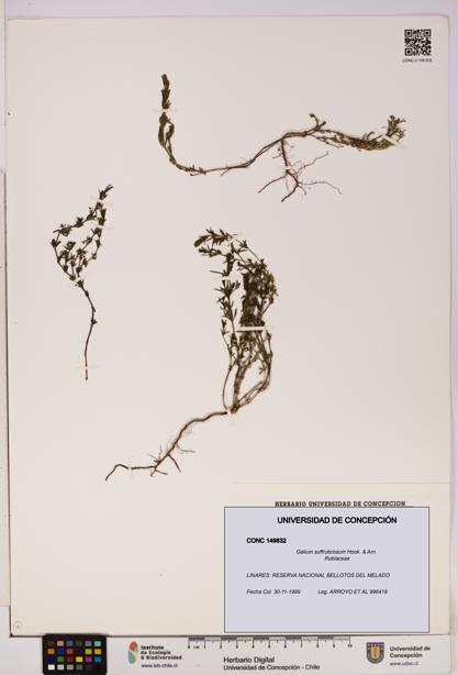 Galium suffruticosum [Espécimen: UDEC:CONC:0149832]