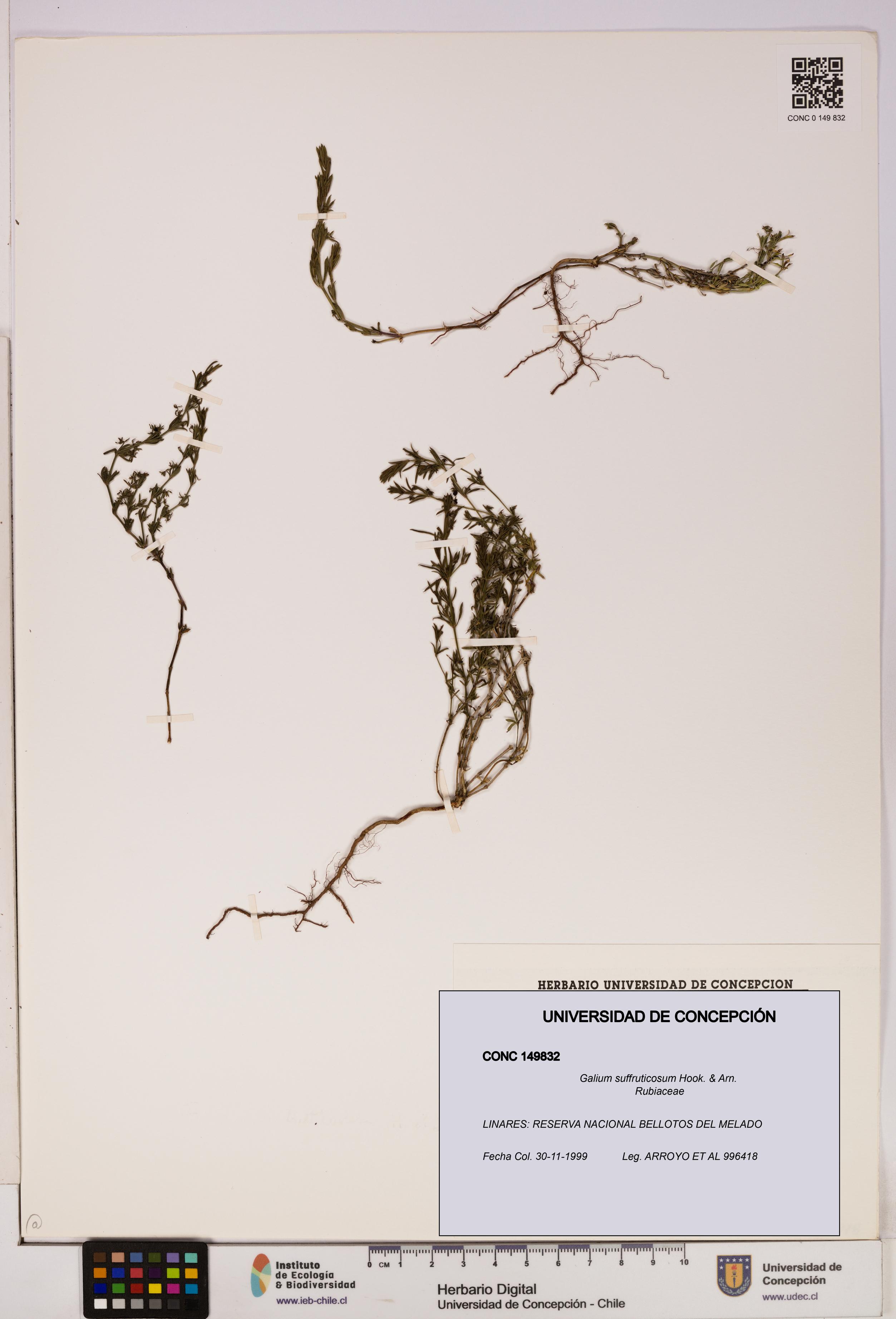 Galium suffruticosum [Espécimen: UDEC:CONC:0149832]