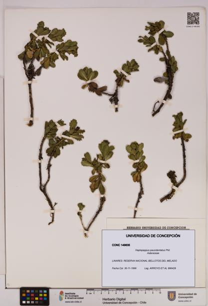 Haplopappus paucidentatus [Espécimen: UDEC:CONC:0149835]