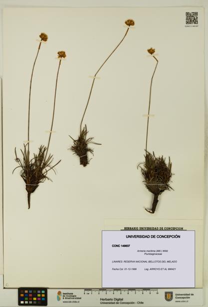 Armeria maritima [Espécimen: UDEC:CONC:0149837]