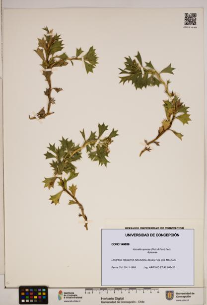 Azorella spinosa [Espécimen: ]