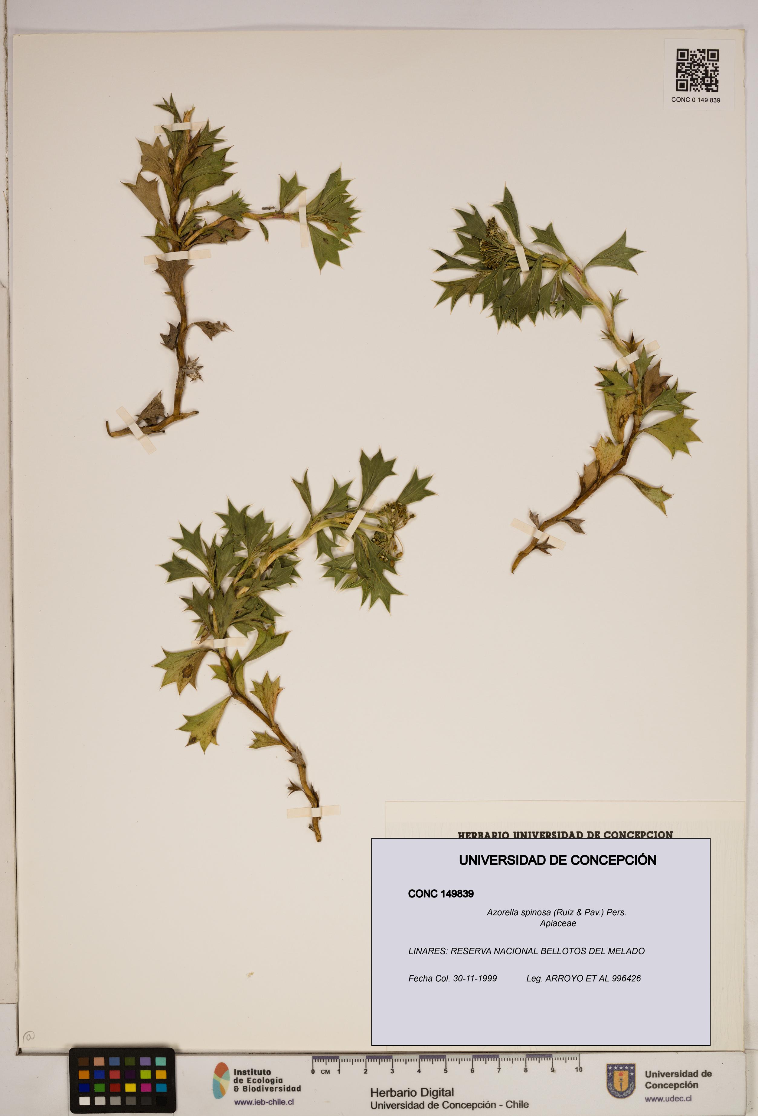Azorella spinosa [Espécimen: ]
