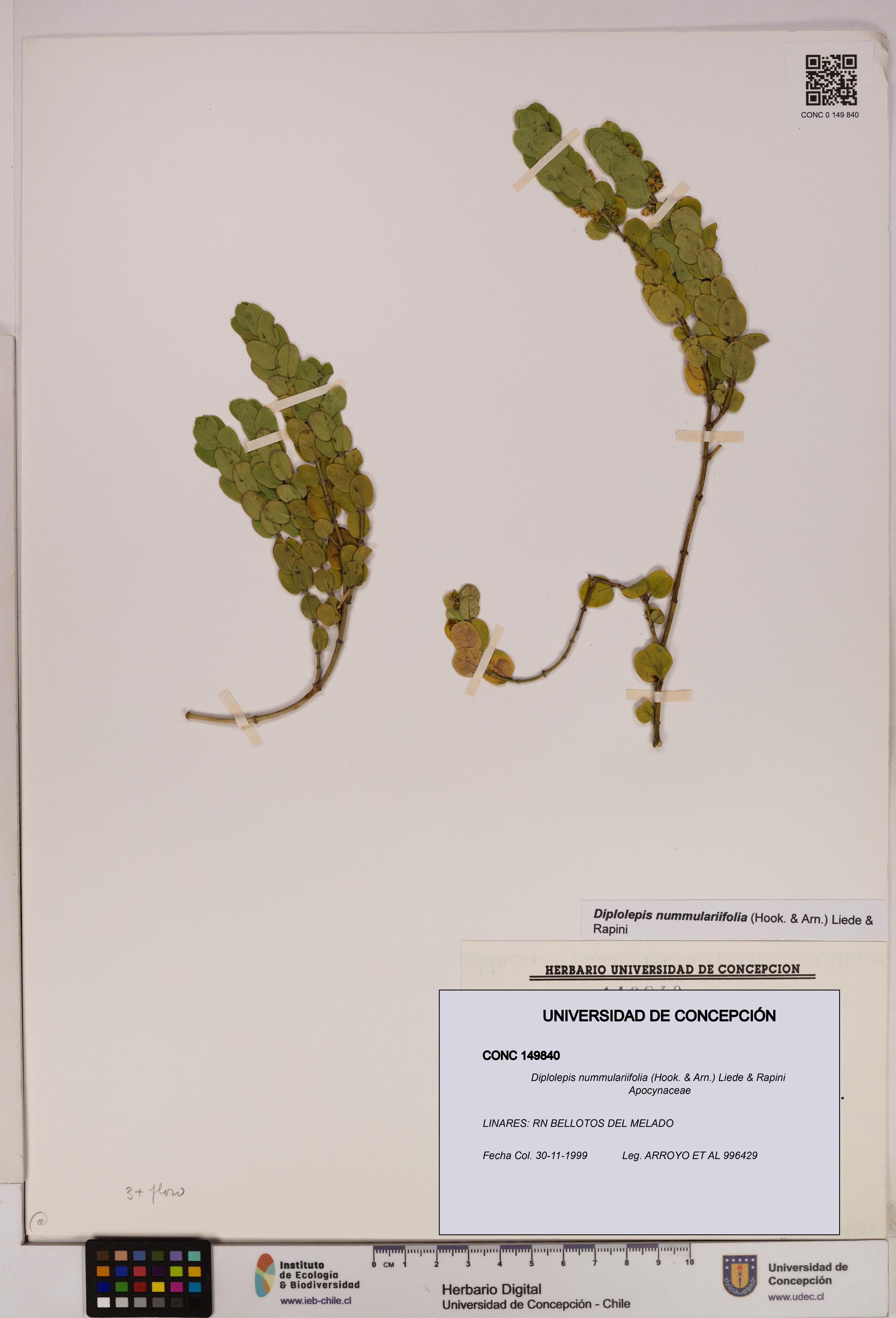 Diplolepis nummulariifolia [Espécimen: UDEC:CONC:0149840]