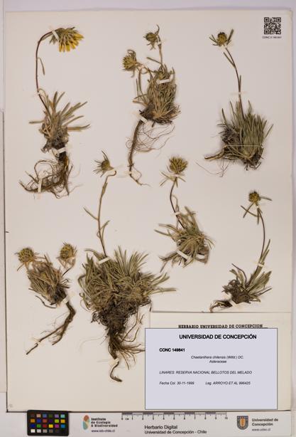 Chaetanthera chilensis [Espécimen: UDEC:CONC:0149841]