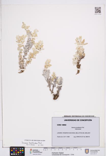 Senecio landbeckii [Espécimen: ]