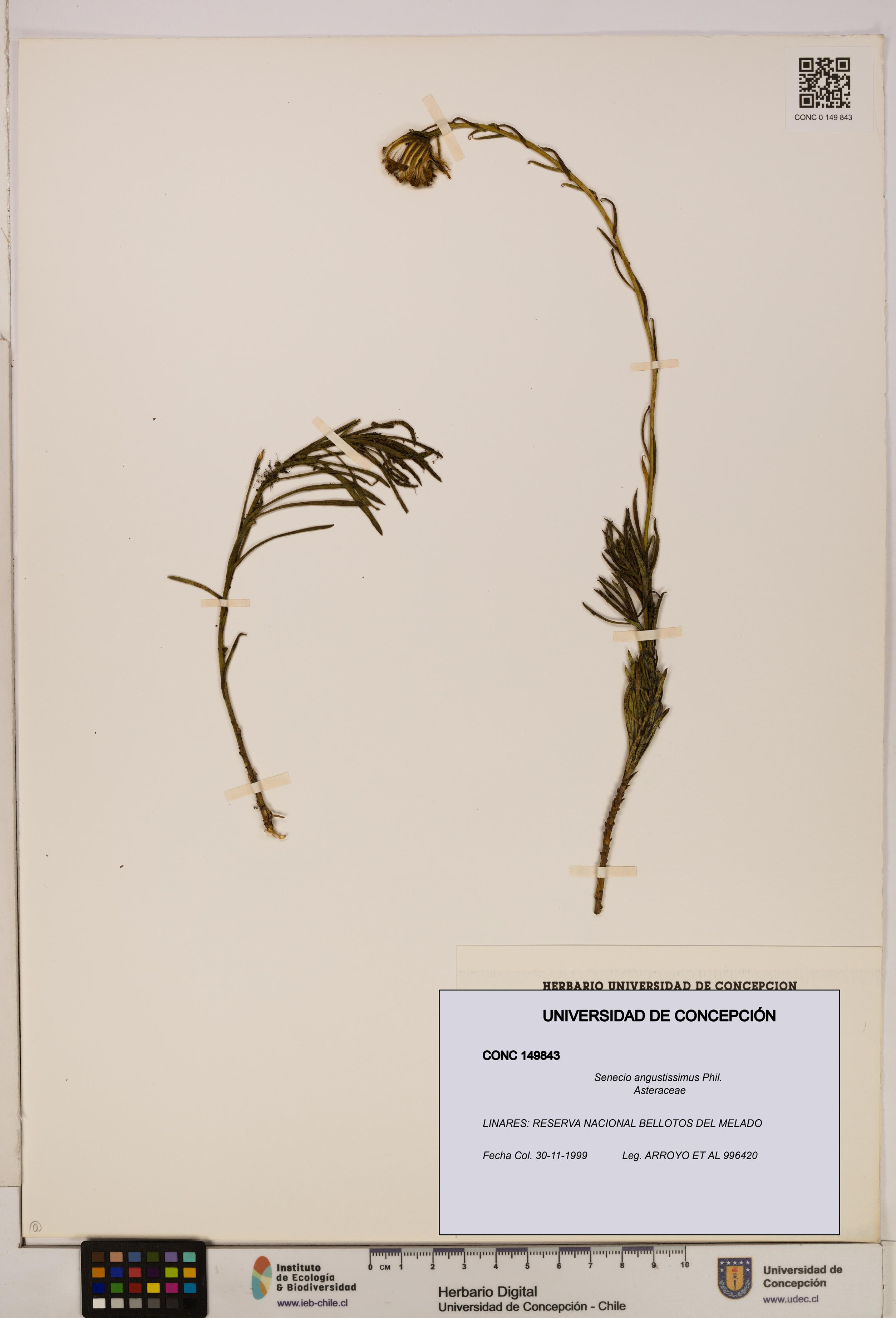 Senecio angustissimus [Espécimen: UDEC:CONC:0149843]