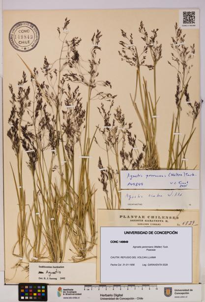Agrostis perennans [Espécimen: UDEC:CONC:0149849]