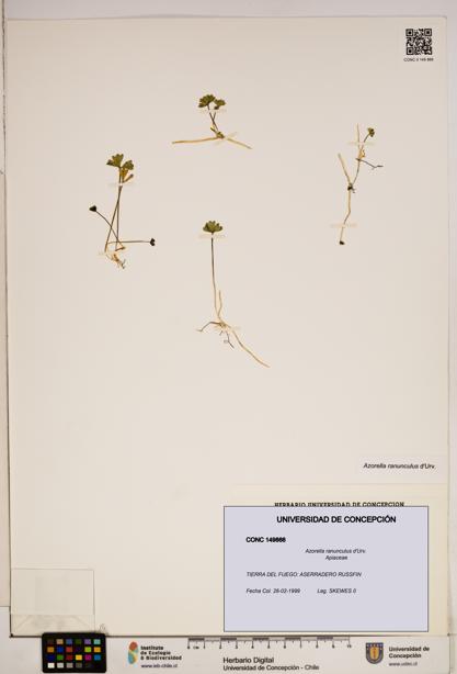 Azorella ranunculus [Espécimen: ]