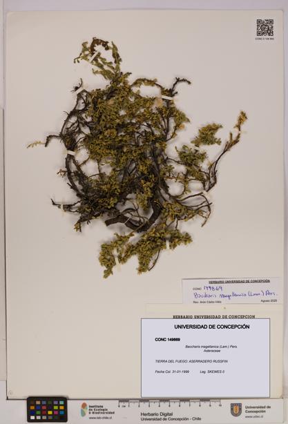 Baccharis magellanica [Espécimen: UDEC:CONC:0149869]