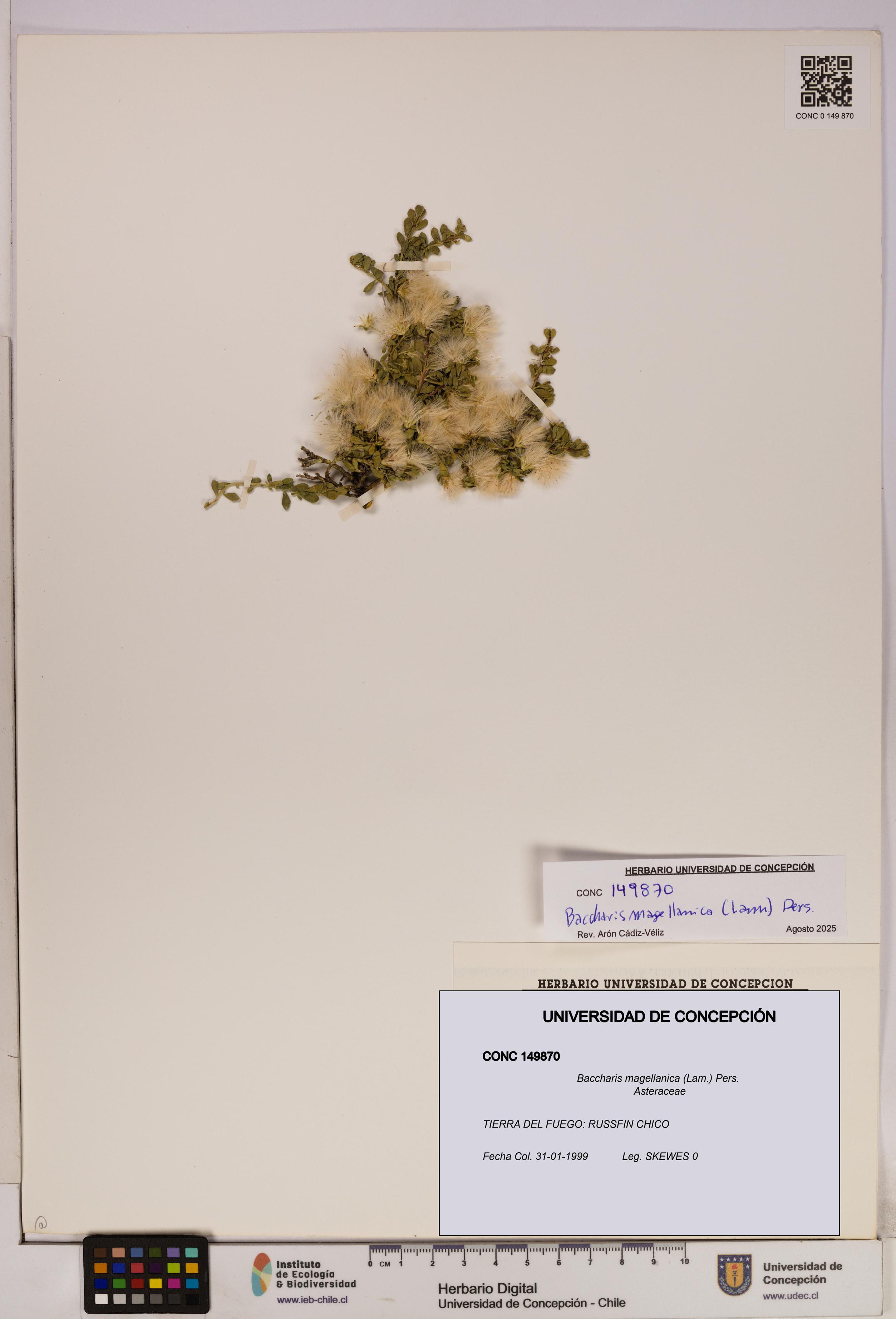 Baccharis magellanica [Espécimen: UDEC:CONC:0149870]